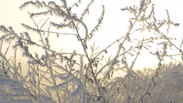 Uzavřít: Detailní pohled na mrazem pokrytý keř v pozdním podzimním ránu. — Stock video
