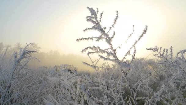 Sluiten: struiken en gras bevriezen en worden verlicht door de zonsopgang in de winter. — Stockvideo