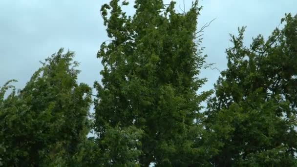 CHIUDI Grande albero deciduo ondeggia nei forti venti che soffiano durante la tempesta — Video Stock