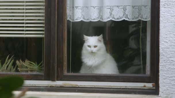 CHIUDI: Carino gattino bianco guarda fuori dalla finestra e osserva il quartiere. — Video Stock