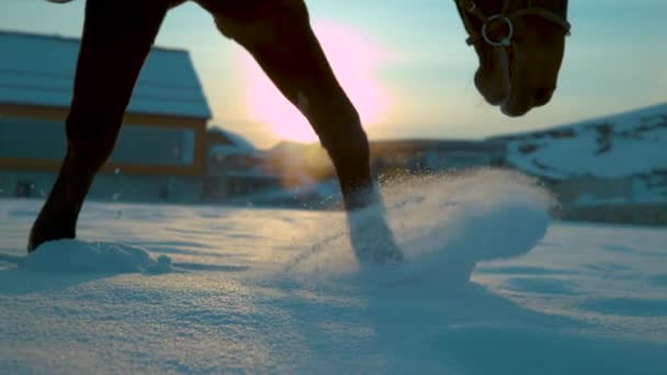 SLOW MOTION TIME WARP: Detail van een donkere paardenwandeling die een diepe sneeuwdeken betreedt — Stockvideo