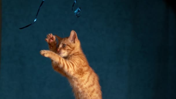 Sluiten omhoog: Nieuwsgierig oranje tabby kitten speelt met een glanzende blauwe decoratieve tape. — Stockvideo