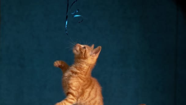 CERRAR: Adorable disparo de un gato bebé de color jengibre jugando con una cuerda washi — Vídeos de Stock