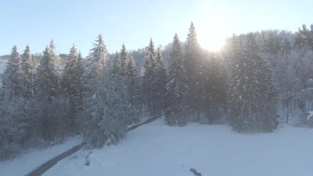 AERIAL: Arany téli napsugarak ragyog egy távoli hó borított fenyőerdő. — Stock videók