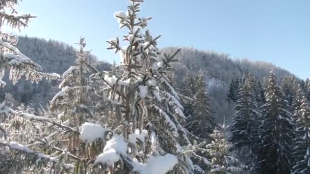 DRONE: Idilliaca ripresa volante dei boschi di conifere innevati delle Alpi Giulie. — Video Stock