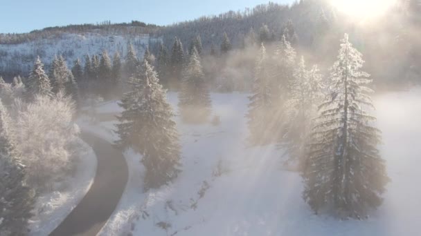 DRONE: Golden winter sun rays shine on the remote woods in scenic backcountry. — Stock Video