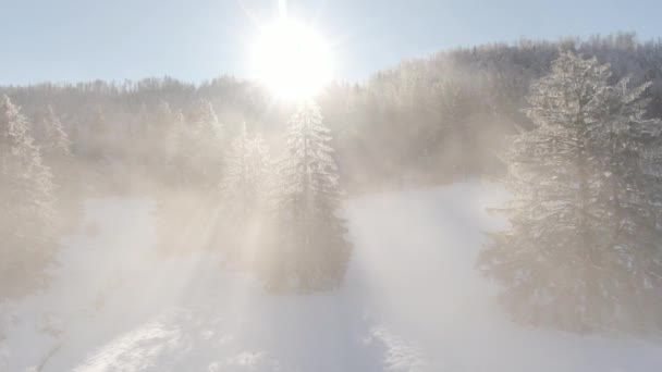 AÉRIAL : Drone panoramique des bois de pins hivernaux dans les montagnes de Slovénie. — Video