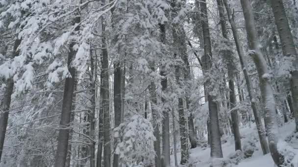 閉じる:嵐の間、静かな針葉樹林は新鮮なパウダースノーに覆われます — ストック動画