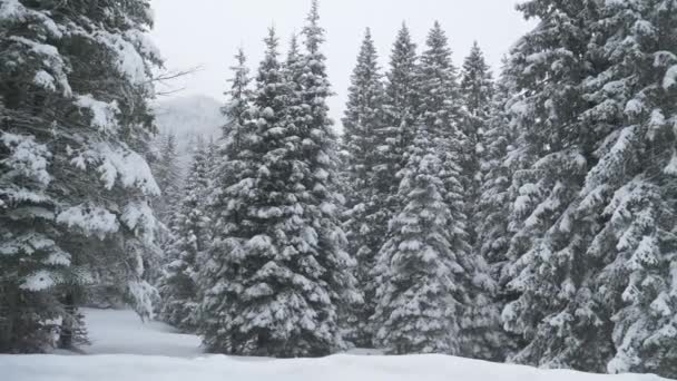 CLOSE UP: Malerische Aufnahme großer Nadelbäume, die mit unberührtem weißen Schnee bedeckt sind. — Stockvideo