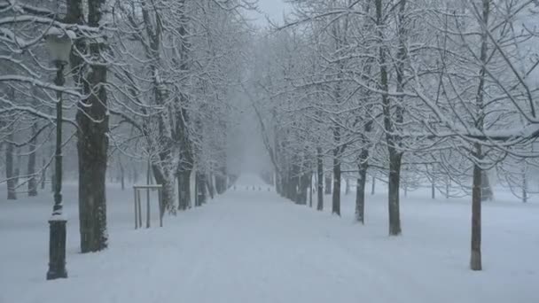 Boş karla kaplı cadde, bir kar fırtınasına kapılmış cennet parkından geçiyor.. — Stok video