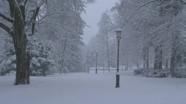 Vue pittoresque d'un parc idyllique pris dans une rafale de flocons de neige en poudre fraîche. — Video