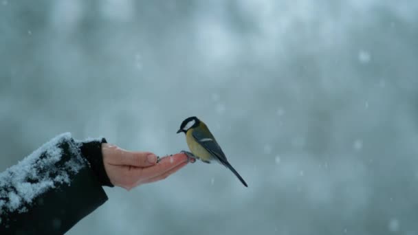 Κοντινό πλάνο: Αξιολάτρευτο πουλί ραμφίζει ένα σπόρο από το χέρι της γυναίκας κατά τη διάρκεια χιονοθύελλας. — Αρχείο Βίντεο