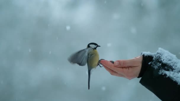 CLOSE UP: Great tit bird lands on outstretched hand holding seeds on snowy day. — Wideo stockowe