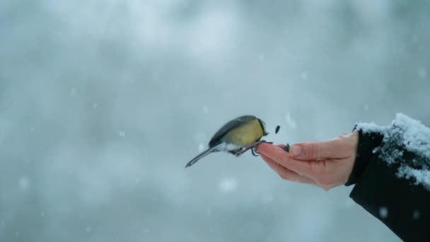 CLOSE UP: Adorable bird with pecks a seed out of a female hand during snowstorm. — Stock Video