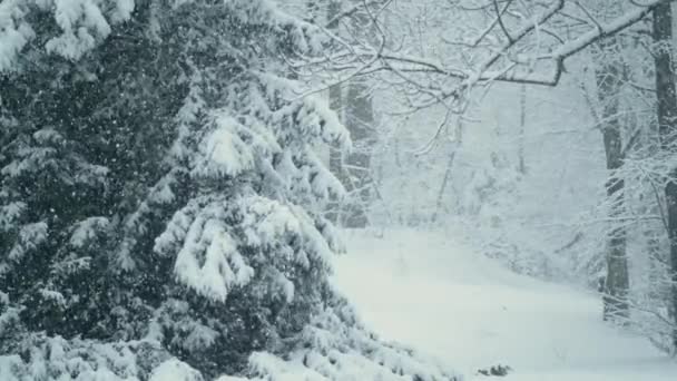 CLOSE UP: Schöne Aussicht auf große Schneeflocken, die den Waldboden und Bäume bedecken — Stockvideo