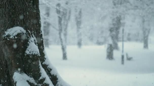 CLOSE UP, DOF : Prise de vue cinématographique des bois blancs idylliques lors d'une tempête de neige. — Video