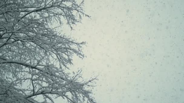 BOTTOM UP, DOF: Unzählige kleine Schneeflocken fallen vom bewölkten Winterhimmel. — Stockvideo