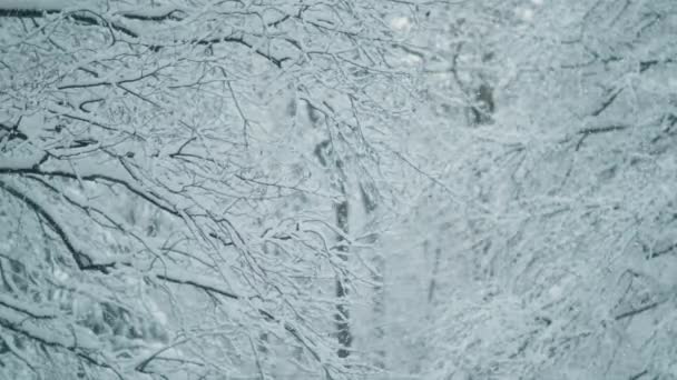 CLOSE UP, DOF: Filmaufnahme eines Schneesturms, der einen malerischen weißen Park verschluckt. — Stockvideo