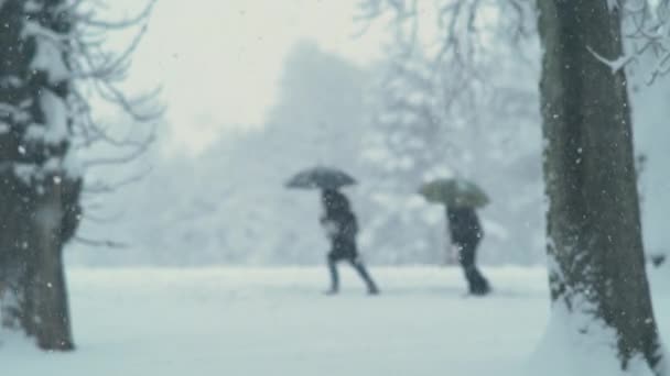SLOW MOTION: Två personer med paraplyer promenera längs leden i en vintrig park. — Stockvideo