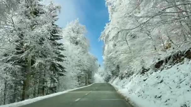 POV: Vezetés az üres aszfaltozott úton egy idilli havas erdőn keresztül. — Stock videók