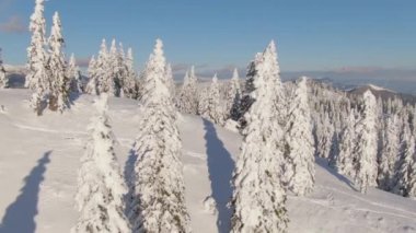 Velika Planina 'ya dağılmış ladin ağaçları taze karla kaplıdır..