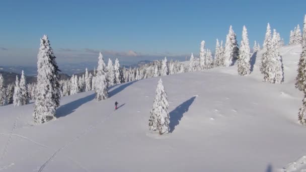 DRONE : Le splitboarder féminin est en randonnée à Velika Planina par une journée ensoleillée d'hiver. — Video