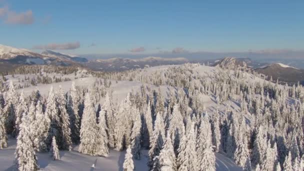 DRONE: Szenische Luftaufnahme der verschneiten Wälder auf Velika Planina an einem sonnigen Tag. — Stockvideo