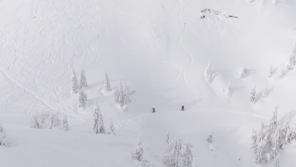 DRONE: Turister på splitboarding resa längs en sluttning täckt av pulver snö. — Stockvideo