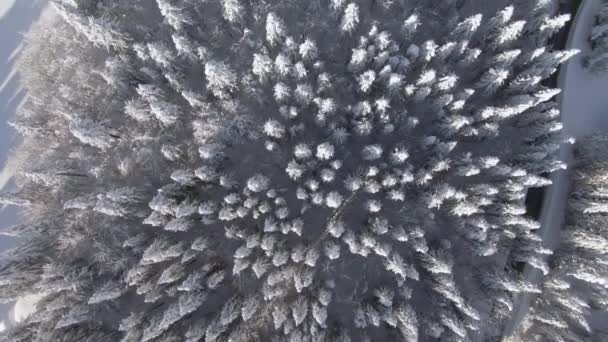 TOP DOWN : Survoler la forêt de pins sereine couverte de poudreuse fraîche. — Video