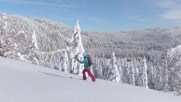 Aktiva kvinnliga turist skidåkning i Julian Alperna vandrar uppför en pulvertäckt kulle. — Stockvideo