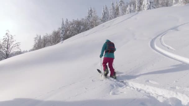 DRONE: Adatta donna caucasica attraversa il paesaggio invernale durante il viaggio scialpinistico — Video Stock
