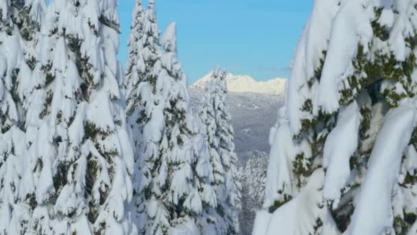 AERIAL: El denso bosque de coníferas cubierto de nieve conduce a la lejana cresta rocosa — Vídeos de Stock