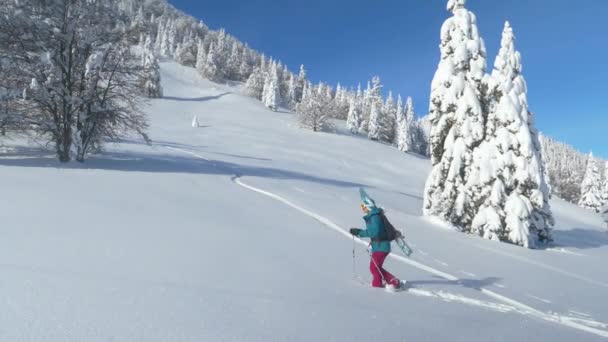 AÉRIAL : Snowboarder en raquettes monte une montagne pour déchiqueter de la poudre fraîche. — Video