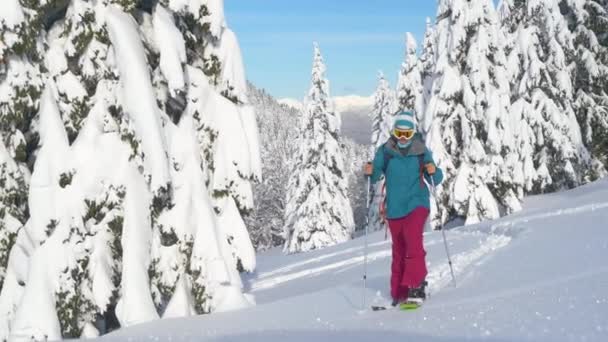 CERRAR: Mujer atlética en viaje de splitboarding está pisando nieve fresca en polvo. — Vídeos de Stock