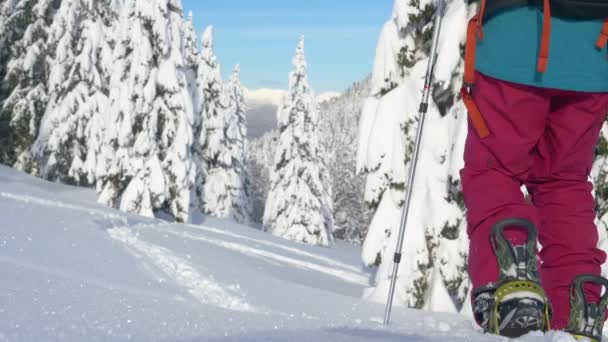 CLOSE UP: Onherkenbare vrouw op splitboarding reis loopvlakken vers poeder sneeuw. — Stockvideo