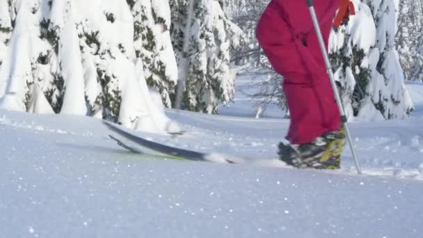 CLOSE UP: Detaljerad bild av en skidåkare skidor när du vandrar längs en snöig sluttning. — Stockvideo