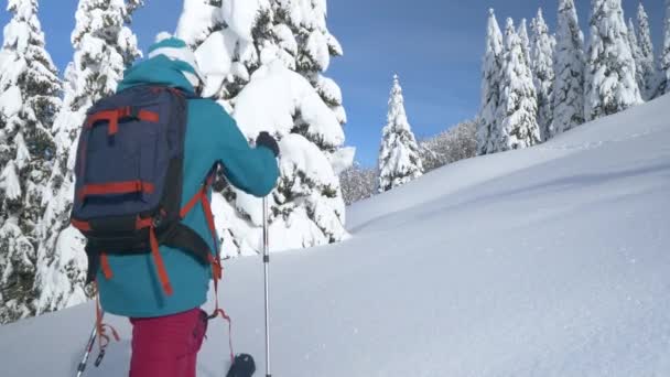 COPY SPACE: Kvinnlig turist utforskar vintriga berg under ski touring äventyr — Stockvideo