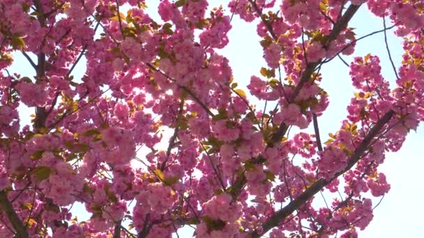 GESCHLOSSEN Helle Frühlingssonne scheint auf das rosa blühende Baldachin eines Kirschbaums — Stockvideo