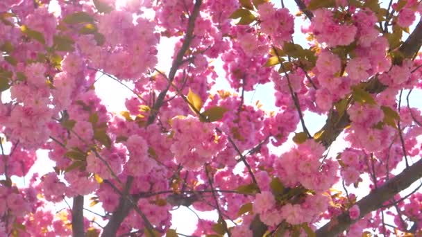 Nah dran: Schöner Zierbaum mit rosa Blüten ragt in den sonnigen Himmel. — Stockvideo