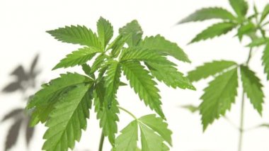Kapalı alanda yetiştirilmiş iki yasadışı marihuana bitkisinin detaylı çekimi..