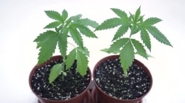 Tıbbi marihuana yaprakları sallanırken cam su damlacıkları düşer..