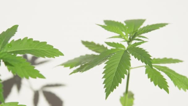 MACRO: Las vibrantes hojas industriales de plantas de cannabis están cubiertas de gotas de agua. — Vídeo de stock