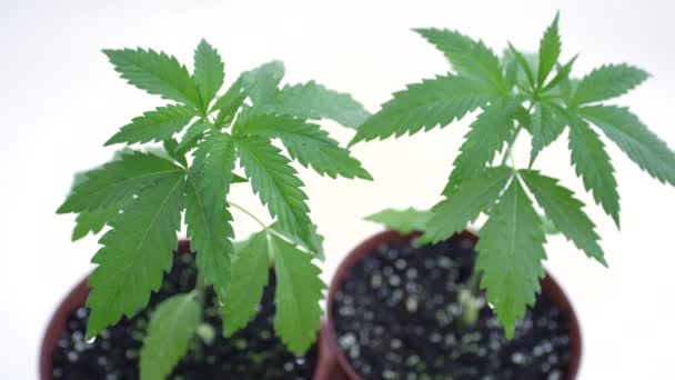 MACRO: Verbotenes Cannabis wird drinnen in Töpfen mit gedüngtem Boden angebaut. — Stockvideo