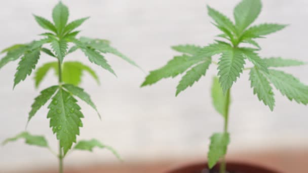 MACRO, DOF: Živé léčivé rostliny marihuany rostoucí v interiéru se dostávají do centra pozornosti. — Stock video