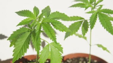 Su damlalarıyla kaplı yasadışı marihuana bitkileri küçük kaplarda yetişir.