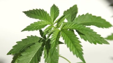 İçerde yetişen tıbbi marihuana tatlı suyla sulanır..