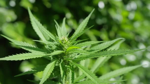 MACRO, DOF: Medicinal marijuana plant leaves sway in the warm summer breeze. — Stock Video
