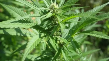 Yasak ot bitkileri Kaliforniya 'nın ücra bir köşesinde filizleniyor..