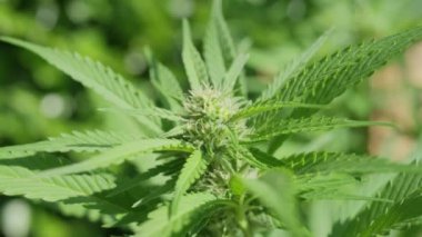Tıbbi marihuana bitkileriyle dolu bir çiftlik baharda gelişir..