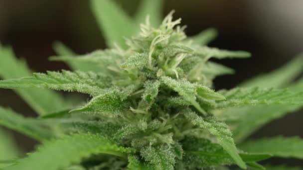 MACRO: Gyantával borított gyógyászati marihuánabimbók nagy felbontású oltása. — Stock videók